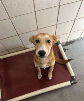 PIGGY -  Border Collie and Mixed Breed Dog Available for Adoption in Corpus Christi, Texas - PIGGY | PetCurious