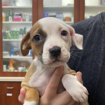 Sage -  Terrier Dog for Adoption in Columbus, Georgia - Sage | PetCurious