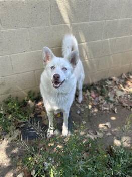 Rescue Siberian Husky and German Shepherd Dog Dogs for Adoption in Chula Vista, California - BLUE | PetCurious