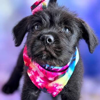 Lightning -  Terrier and Wirehaired Terrier Dog for Adoption in Boerne, Texas - Lightning | PetCurious