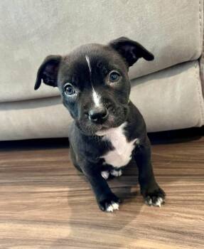 American Bully Dogs Available for Adoption - Relish - Female Puppy | PetCurious