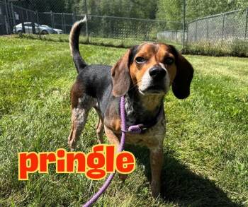 Pringle -  Beagle Dog for Adoption in Nevada, Iowa - Pringle | PetCurious
