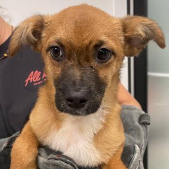 Nix -  Chihuahua and Mixed Breed Dog for Adoption in Abilene, Texas - Nix | PetCurious