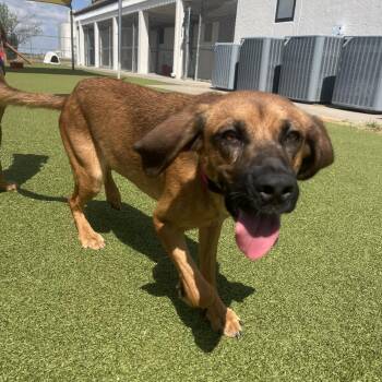 Stella -  Redbone Coonhound Dog for Adoption in Hays, Kansas - Stella | PetCurious