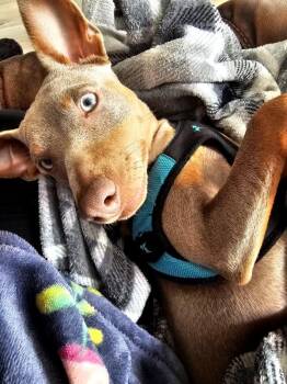 Arlo -  Miniature Pinscher Dog for Adoption in Chicago, Illinois - Arlo | PetCurious