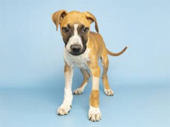 Pit Bull Terrier and Mixed Breed Dogs Available for Adoption in Phoenix, Arizona - LEROY | PetCurious