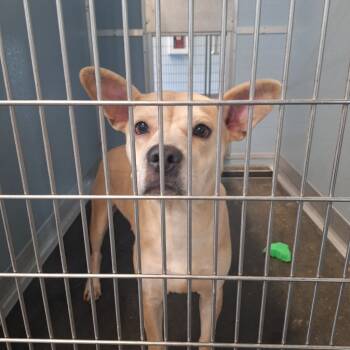 Rescue Labrador Retriever and Bull Terrier Dogs for Adoption in Gautier, Mississippi - Hope | PetCurious