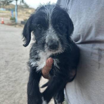 Goldendoodle and Dalmatian Dogs Available for Adoption in Agua Dulce, California - Sam | PetCurious