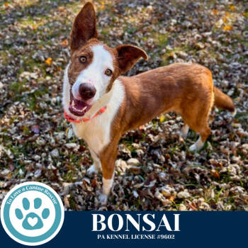 Rescue Border Collie Dogs for Adoption in Kimberton, Pennsylvania - Bonsai 110825 | PetCurious