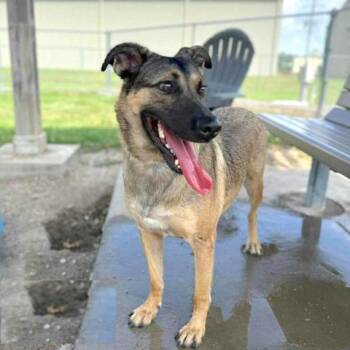 Rescue German Shepherd Dog and Mixed Breed Dogs for Adoption in Conroe, Texas - MEDUSA | PetCurious