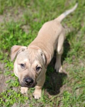Pit Bull Terrier Dogs Available for Adoption in Panama City, Florida - Turtle | PetCurious