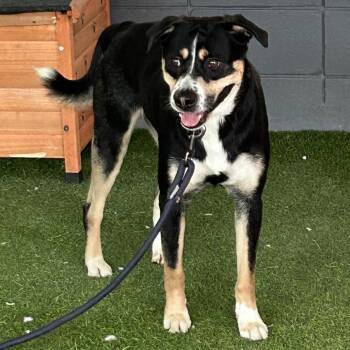 Yuri -  Mixed Breed Dog for Adoption in Jupiter, Florida - Yuri | PetCurious