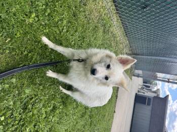 Mixed Breed Dogs Available for Adoption in Reisterstown, Maryland - Frozone | PetCurious