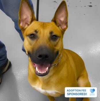 Malibu -  Belgian Shepherd Malinois and Pit Bull Terrier Dog for Adoption in Naperville, Illinois - Malibu | PetCurious