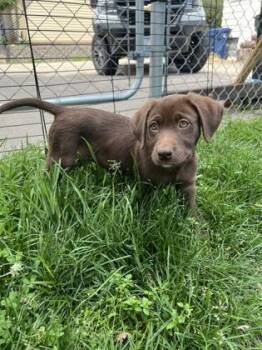 Calamari -  German Shorthaired Pointer and Australian Shepherd Dog for Adoption in Fergus Falls, Minnesota - Calamari | PetCurious