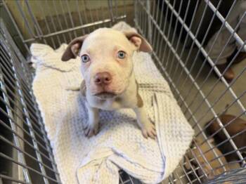 LENNY -  Pit Bull Terrier and Mixed Breed Dog for Adoption in Tulsa, Oklahoma - LENNY | PetCurious