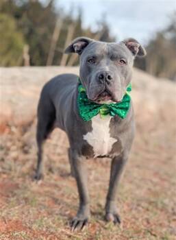 Pit Bull Terrier and Mixed Breed Dogs Available for Adoption - BLUE | PetCurious