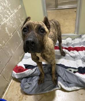 Aurelia -  Cane Corso Dog for Adoption in Pierceton, Indiana - Aurelia | PetCurious