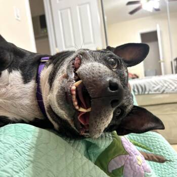 Sangria -  Pit Bull Terrier Dog for Adoption in Las Vegas, Nevada - Sangria | PetCurious