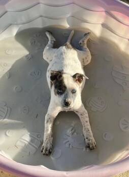 Loretta -  Australian Shepherd and Cattle Dog Dog for Adoption in Gilmer, Texas - Loretta | PetCurious