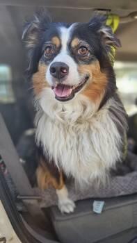 Rescue Australian Shepherd Dogs for Adoption in Nokomis, Florida - Jackson | PetCurious