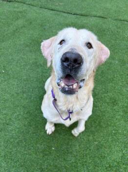 Yellow Labrador Retriever Dogs Available for Adoption - Bo | PetCurious