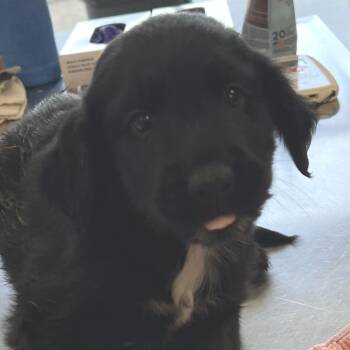Dusty Bottoms -  Mixed Breed Dog for Adoption in Las Cruces, New Mexico - Dusty Bottoms | PetCurious