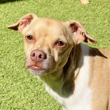 Simba -  Chihuahua and Mixed Breed Dog for Adoption in Ojai, California - Simba | PetCurious