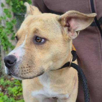 Mixed Breed Dogs Available for Adoption in Columbus, Georgia - 5/22/2026-Stray-FortBenningDrive | PetCurious