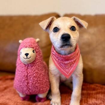 Lucy June Scout -  Yellow Labrador Retriever and Carolina Dog Dog for Adoption in Friendswood, Texas - Lucy June Scout | PetCurious