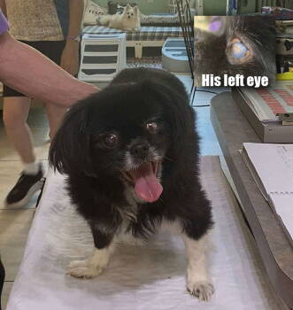 Rescue Pekingese Dogs for Adoption in Benton, Louisiana - Nutty Buddy (NOT YET AVAILABLE) | PetCurious