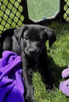 Labrador Retriever Dogs Available for Adoption in Orland Park, Illinois - Jackie Jackson  | PetCurious