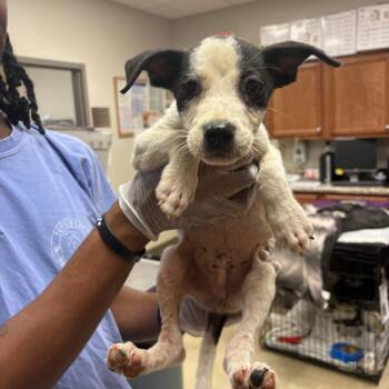 Petey - 083104U -  Labrador Retriever and Mixed Breed Dog for Adoption in Tupelo, Mississippi - Petey - 083104U | PetCurious