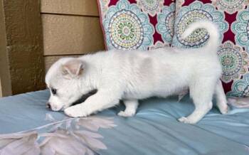 Bolt -  Collie and Shepherd Dog for Adoption in Boulder, Colorado - Bolt | PetCurious