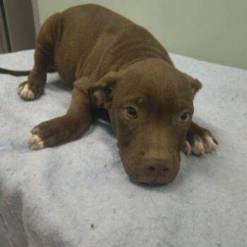 Batman -  Mixed Breed Dog for Adoption in Westland, Michigan - Batman | PetCurious