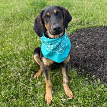 Mixed Breed Dogs Available for Adoption in Canal Winchester, Ohio - Hildegarde | PetCurious