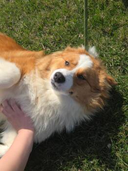 Yeti -  Cardigan Welsh Corgi Dog for Adoption in Merrillville, Indiana - Yeti | PetCurious