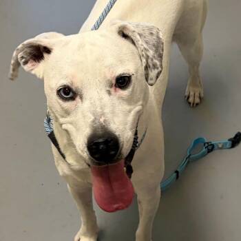 Mixed Breed Dogs Available for Adoption in Asheville, North Carolina - Pogo | PetCurious