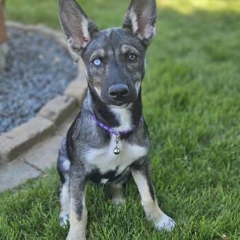 Palma -  Shepherd and Husky Dog for Adoption in Pelham, New Hampshire - Palma | PetCurious