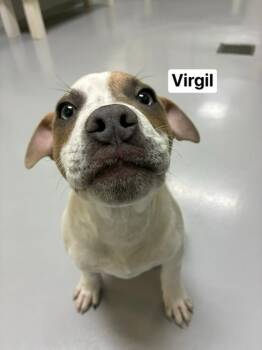 Rescue Pit Bull Terrier Dogs for Adoption in Topeka, Kansas - Virgil | PetCurious