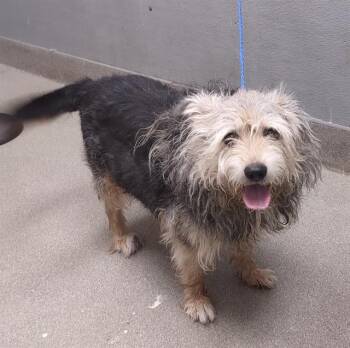 Rescue Australian Shepherd and Mixed Breed Dogs for Adoption in Las Vegas, Nevada - REBEL | PetCurious