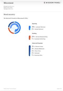 Labrador Retriever and German Shepherd Dog Dogs Available for Adoption in Carson City, Nevada - Marionberry Pie | PetCurious