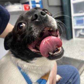 Mixed Breed Dogs Available for Adoption - Raleigh | PetCurious