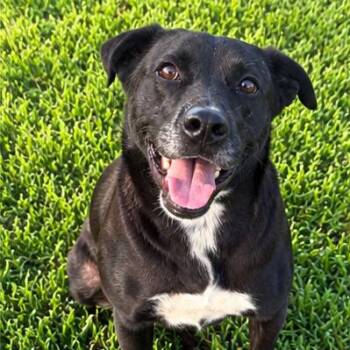 Whitney -  Retriever Dog for Adoption in Angleton, Texas - Whitney | PetCurious