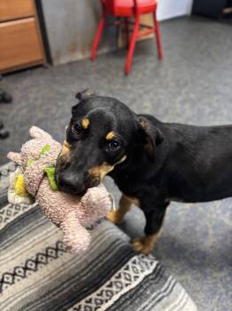 Atlas -  German Pinscher Dog for Adoption in Blytheville, Arkansas - Atlas | PetCurious