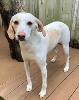 Hound and Labrador Retriever Dogs Available for Adoption - Fern | PetCurious