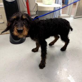 Airedale Terrier Dogs Available for Adoption in Northbrook, Illinois - Atom | PetCurious