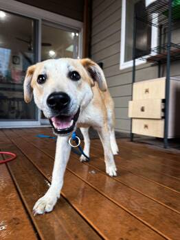 Mixed Breed Dogs Available for Adoption in Sartell, Minnesota - Kodak | PetCurious