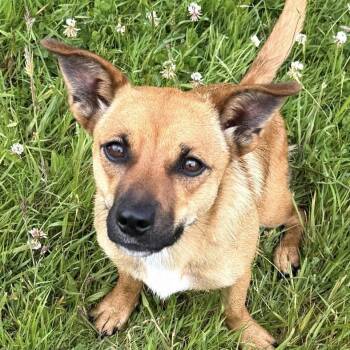Adastra -  Terrier and Mixed Breed Dog for Adoption in Corvallis, Oregon - Adastra | PetCurious