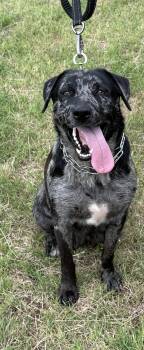 Rescue Catahoula Leopard Dog Dogs for Adoption in Choctaw, Oklahoma - Rosie | PetCurious